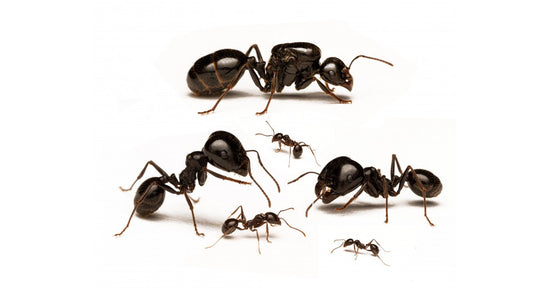 Colonie de Messor capitatus