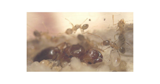Colonie de Pheidole pallidula