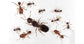 Colonie de Pheidole pallidula