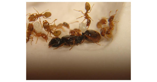 Colonie de Tetramorium semilaeve