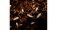 Culture de collembolo  (Tropical White) 500cc
