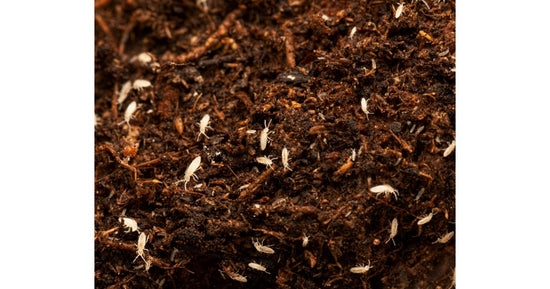 Culture de collembolo  (Tropical White) 500cc