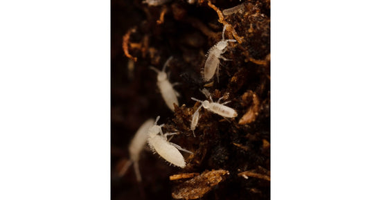Culture de collembolo  (Tropical White) 500cc