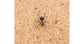 Dessert Sand 500gr