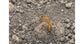 Dessert Stone 500gr