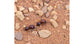 Dragon Sand 500gr