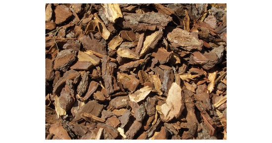 Écorce de pin 50 gr