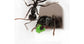 Feeder 3D - Semis pour fourmis granivores