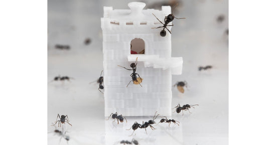 Feeder 3D - Semis pour fourmis granivores