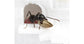 Feeder 3D - Semis pour fourmis granivores