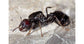 Fourmi Reine de Messor barbarus