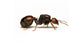 Fourmi Reine de Messor barbarus