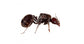 Fourmi Reine de Messor barbarus