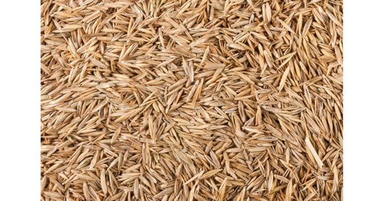 Graine de linon 15gr
