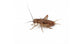Grillons Acheta domestica