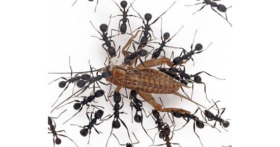 Grillons Acheta domestica