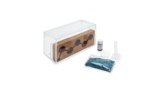 Kit AntHouse Liège Acrylique (avec fourmis incluses)