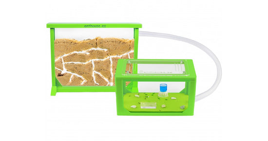 Kits AntHouse Sandwich 3D Moyen