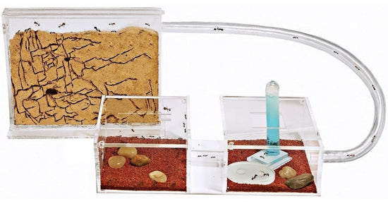 Kits AntHouse Sandwich-plexy /Mini