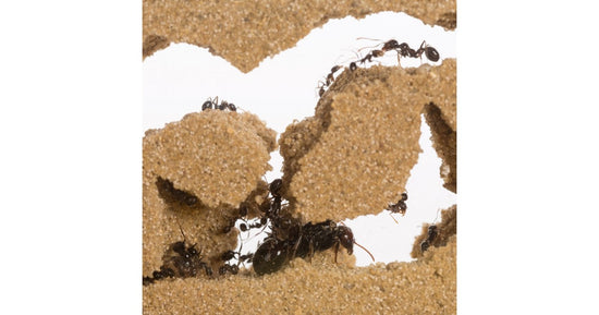 Kits AntHouse Sandwich-plexy /Mini