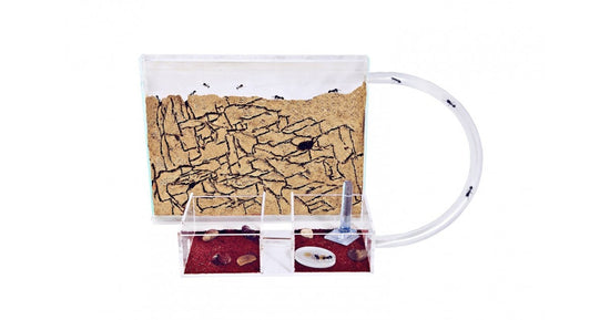 Kits AntHouse Sandwich-plexy /Moyen