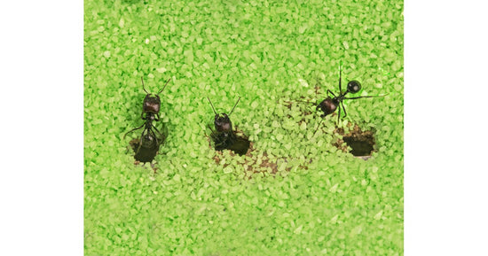 Kits Anthouse T 3D BIG (25x20x1,5)