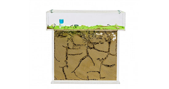 Kits Anthouse-T plexy  BIG (25x20x1,5)