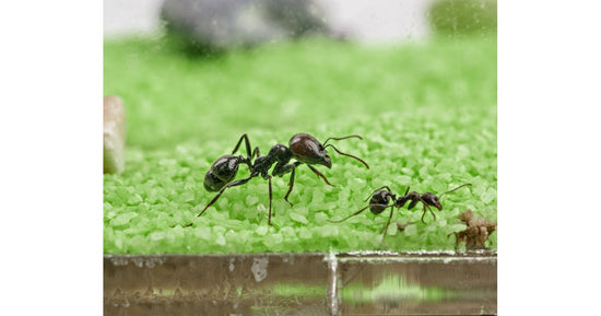 Kits Anthouse-T plexy  BIG (25x20x1,5)