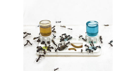 Mega Abreuvoire et Mangeoire