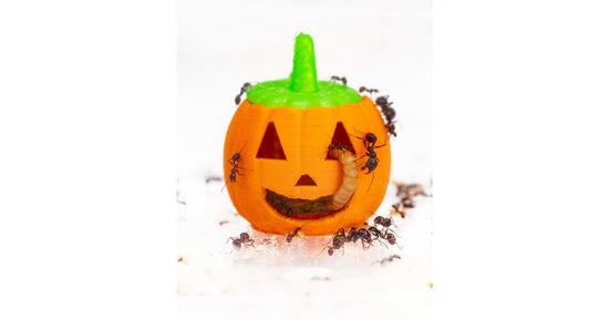 Pumpkin Feeder 3D - Lit de semence pour fourmis moissonneuses