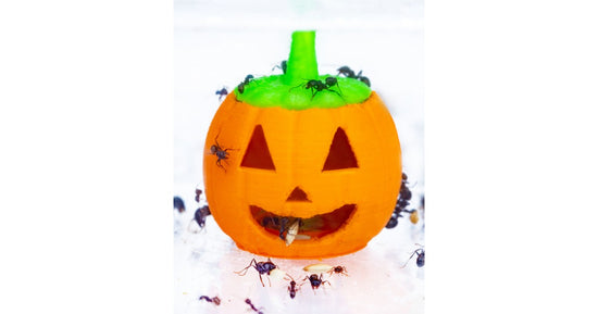 Pumpkin Feeder 3D - Lit de semence pour fourmis moissonneuses