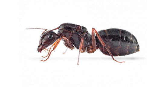 Reine de Camponotus aethiops