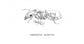 Reine de Camponotus aethiops