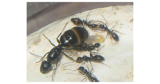 Reine de Camponotus aethiops