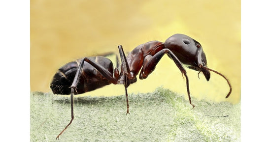 Reine de Camponotus barbaricus (avec oeufs)