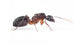 Reine de Camponotus barbaricus (avec oeufs)