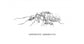 Reine de Camponotus barbaricus (avec oeufs)