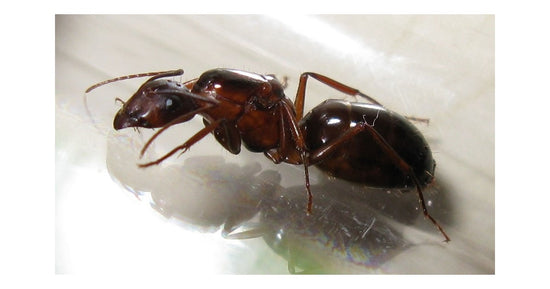 Reine de Camponotus barbaricus (avec oeufs)