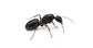 Reine de Camponotus foreli (avec oeufs)