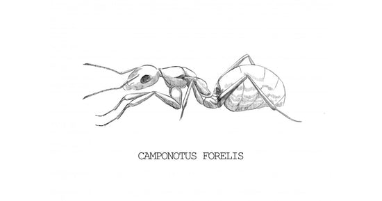 Reine de Camponotus foreli (avec oeufs)