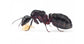 Reine de Camponotus ligniperdus (La plus Grande)
