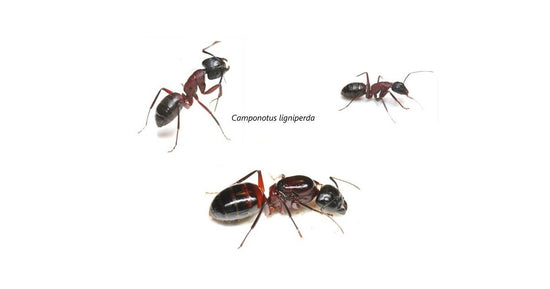 Reine de Camponotus ligniperdus (La plus Grande)