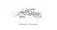Reine de Camponotus ligniperdus (La plus Grande)