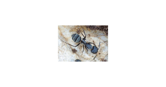 Reine de Camponotus micans (fourmis argentés)