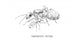 Reine de Camponotus micans (fourmis argentés)