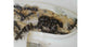 Reine de Camponotus micans (fourmis argentés)