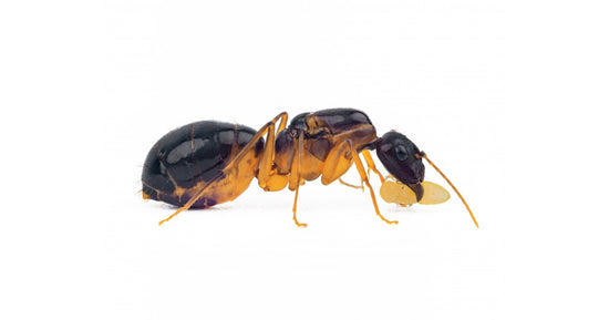 Reine de Camponotus pilicornis