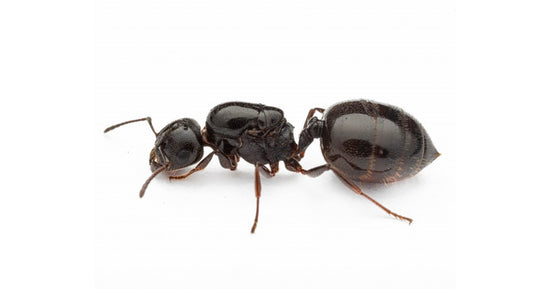 Reine de Crematogaster auberti