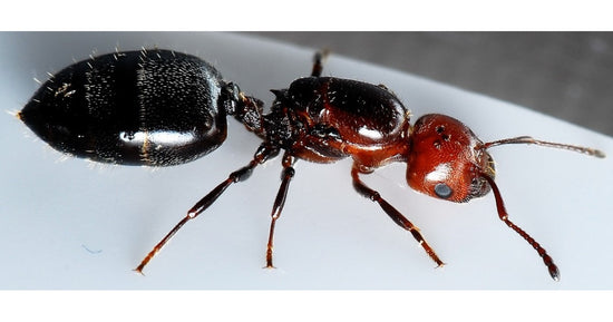 Reine de Crematogaster scutellaris