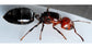 Reine de Crematogaster scutellaris
